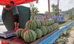 自贡网红吃瓜事件,一场网络狂欢背后的真相揭秘